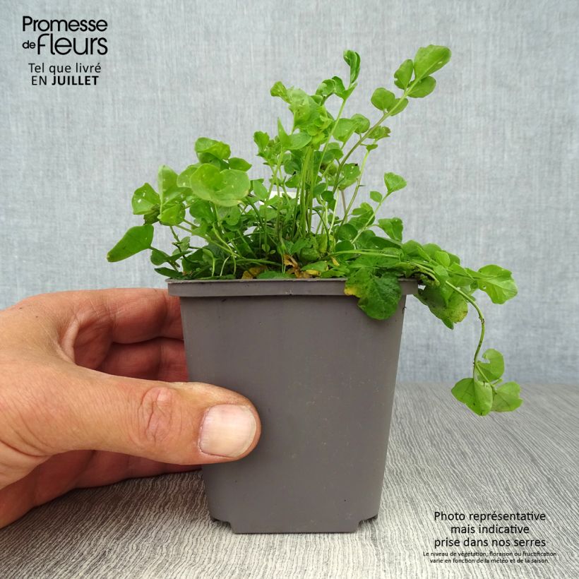 Esimerkki kesällä toimitetusta Luhtalitukka - Cardamine pratensis Taimiruukku 8/9 cm-taimesta
