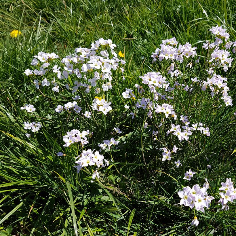 Luhtalitukka - Cardamine pratensis (Kasvutapa)