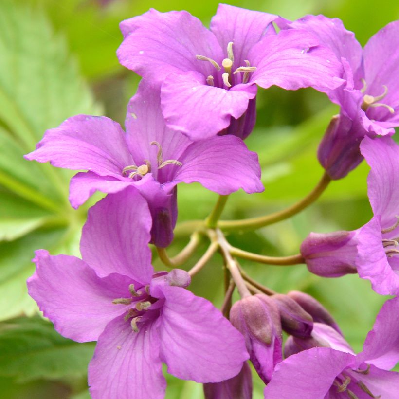 Litukka - Cardamine pentaphylla (Kukinta)