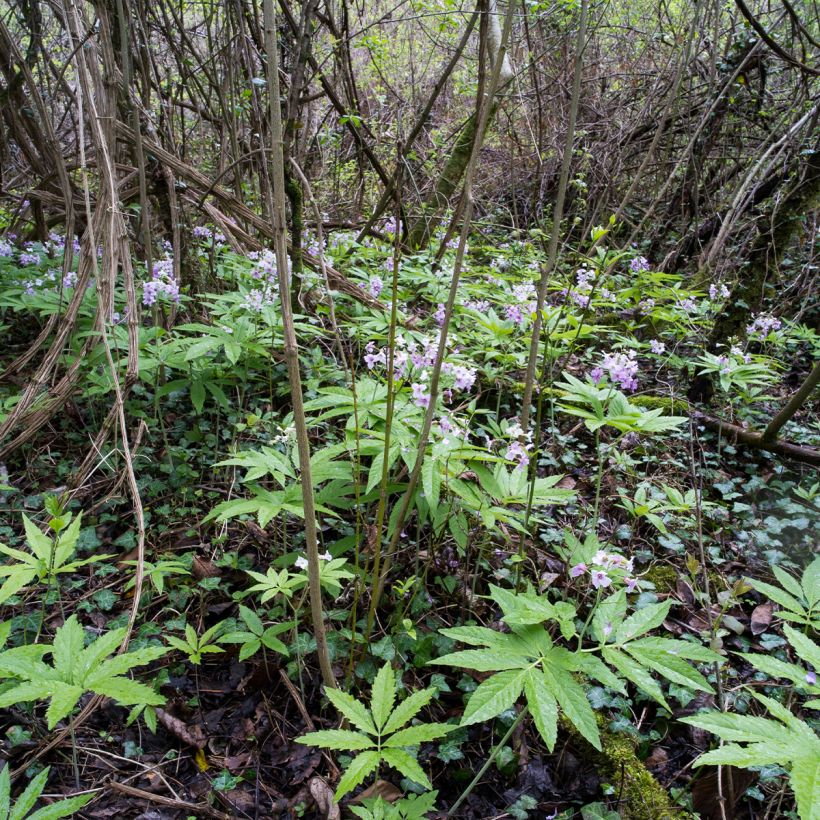 Litukka - Cardamine pentaphylla (Kasvutapa)