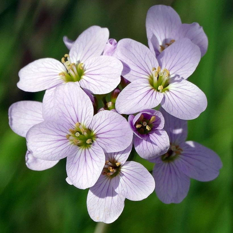 Luhtalitukka - Cardamine pratensis (Kukinta)