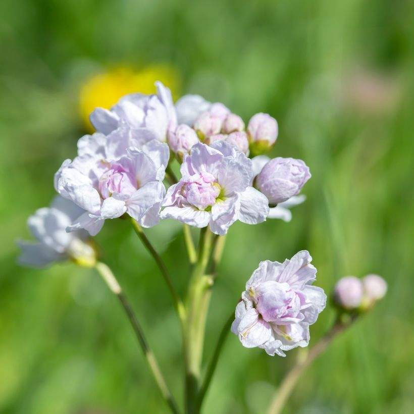 Luhtalitukka Flore Pleno (Kukinta)