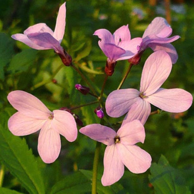 Litukka - Cardamine quinquefolia (Kukinta)