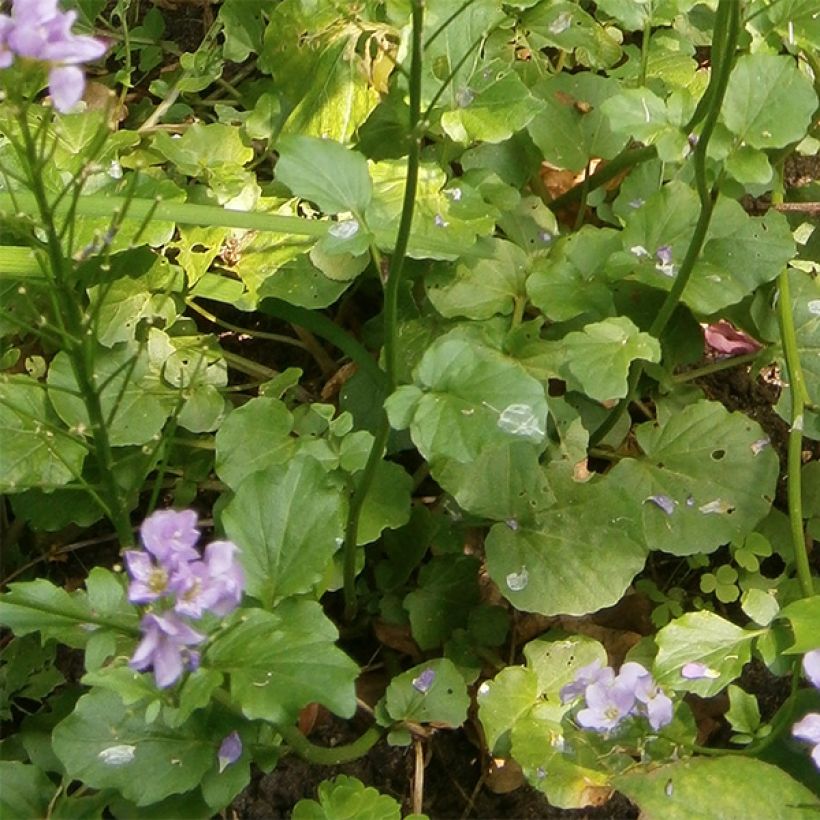 Litukka - Cardamine raphanifolia (Lehvistö)