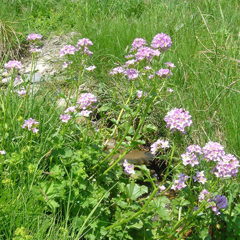 Litukka - Cardamine raphanifolia (Kukinta)