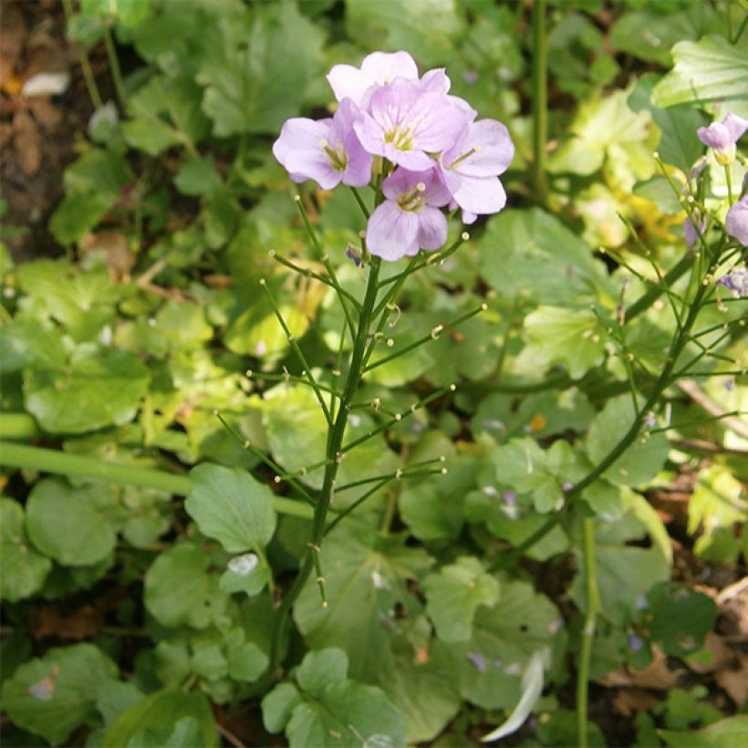 Litukka - Cardamine raphanifolia (Kasvutapa)