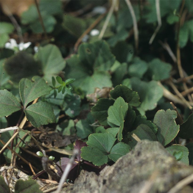 Kolmilehtilitukka - Cardamine trifolia (Lehvistö)