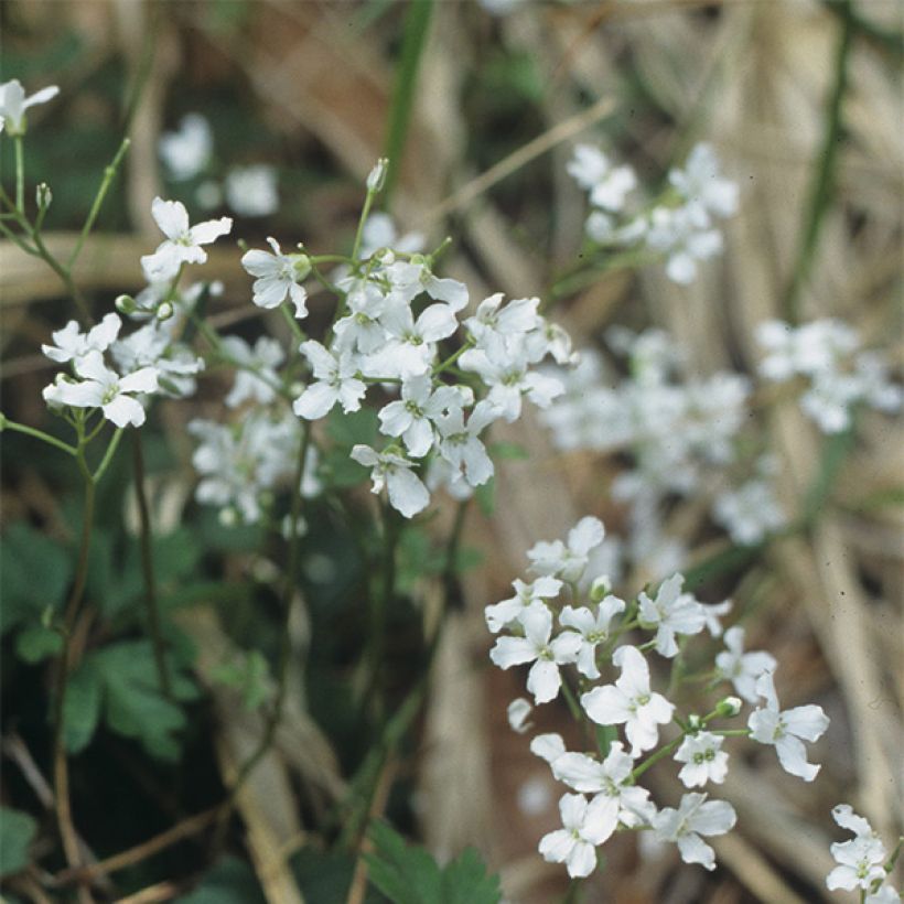Kolmilehtilitukka - Cardamine trifolia (Kukinta)