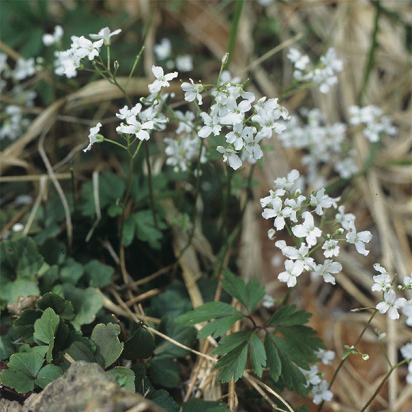 Kolmilehtilitukka - Cardamine trifolia (Kasvutapa)
