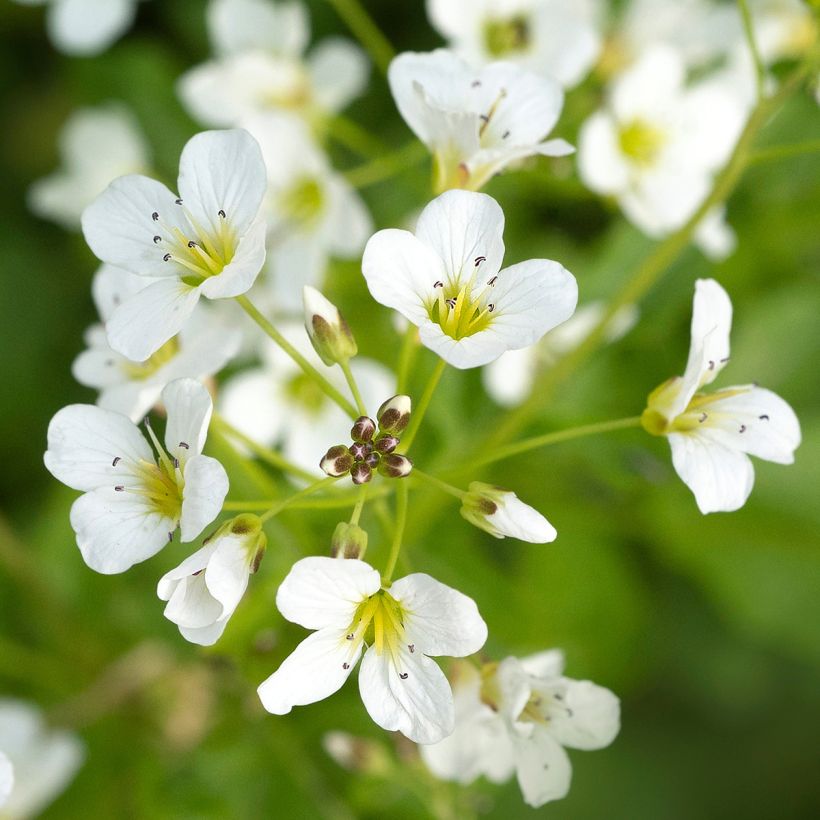 Litukka - Cardamine yezoensis (Kukinta)