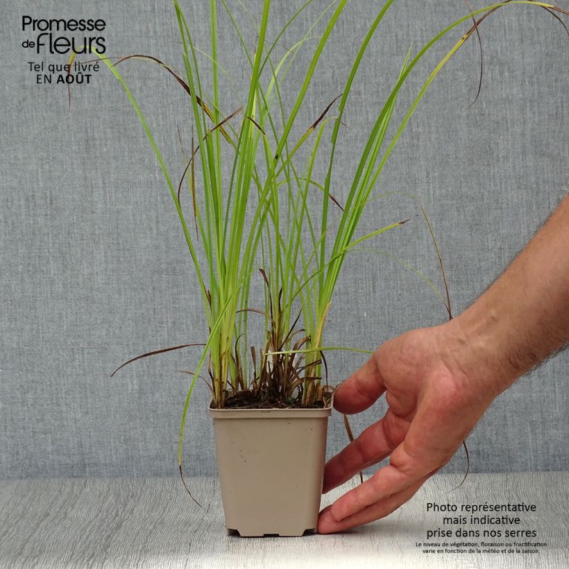 Esimerkki kesällä toimitetusta Hetesara - Carex acutiformis Godet de 8/9 cm-taimesta
