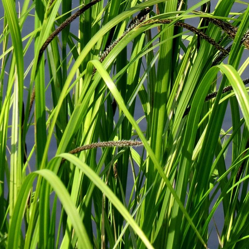 Hetesara - Carex acutiformis (Lehvistö)