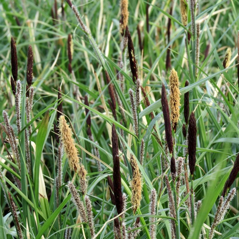 Hetesara - Carex acutiformis (Kukinta)