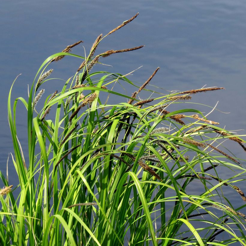Hetesara - Carex acutiformis (Kasvutapa)