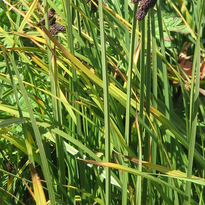 Sara - Carex atrata (Lehvistö)