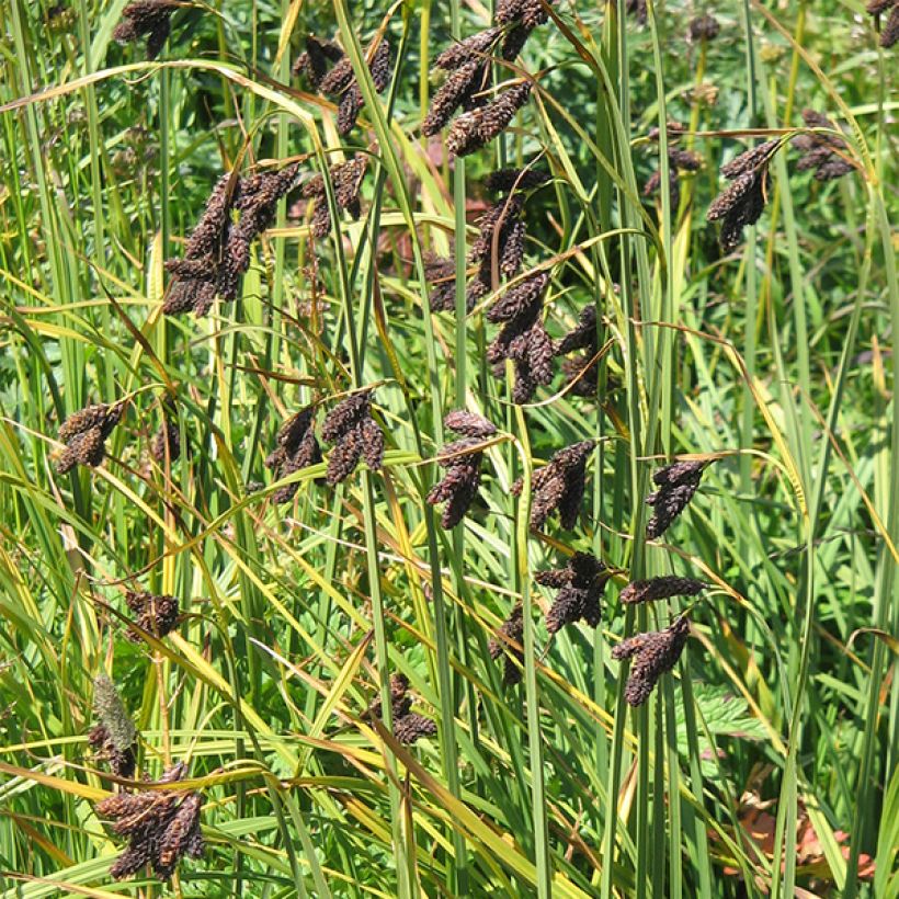 Sara - Carex atrata (Kukinta)