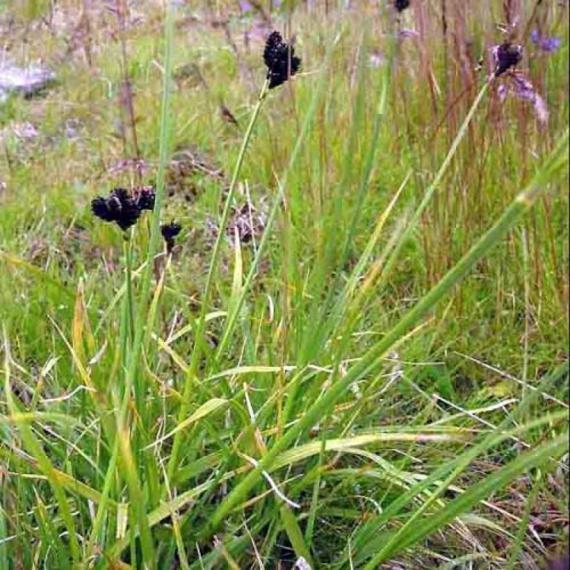 Sara - Carex atrata (Kasvutapa)