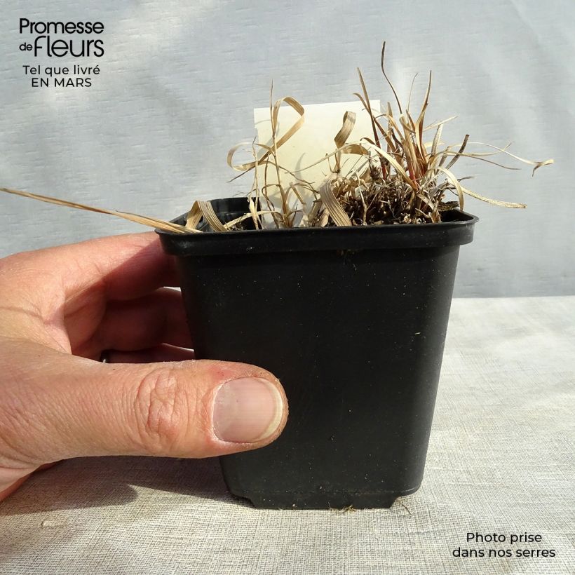Esimerkki talvella toimitetusta Sara - Carex berggrenii 8/9 cm taimiruukku-taimesta