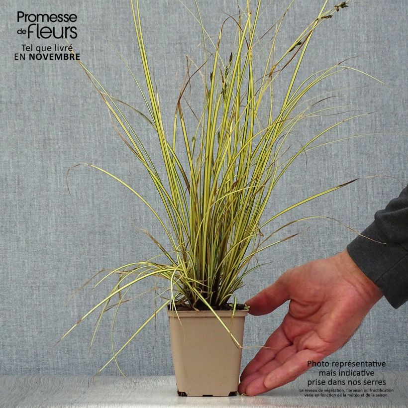Esimerkki syksyllä toimitetusta Sirosara Jenneke 8/9 cm taimiruukku-taimesta