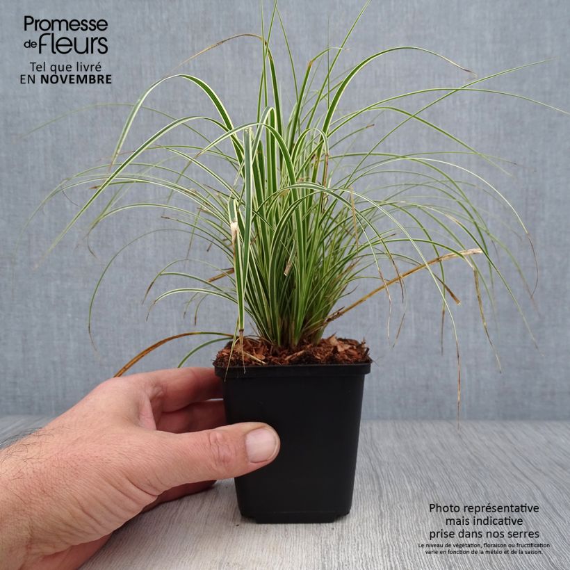 Esimerkki syksyllä toimitetusta Sirosara Variegata 8/9 cm taimiruukku-taimesta