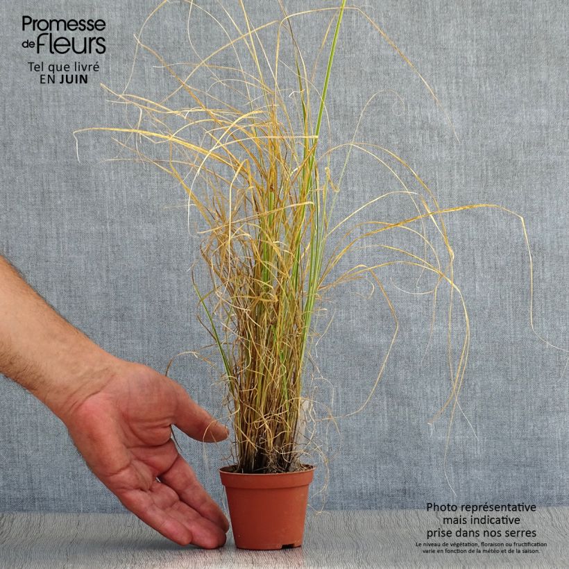 Esimerkki kesällä toimitetusta Sirosara Variegata Godet de 8/9 cm-taimesta