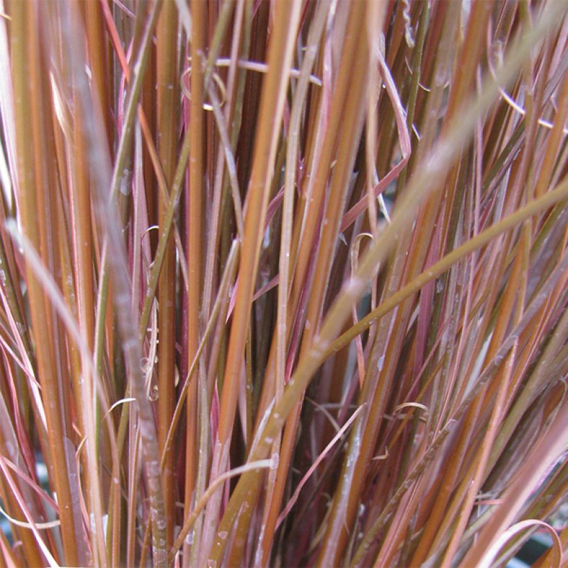 Kuparisara - Carex buchananii (Lehvistö)