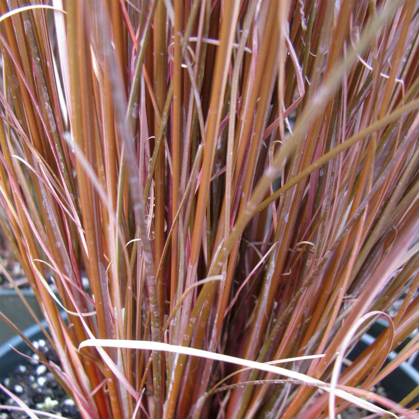 Kuparisara Red Rooster (Lehvistö)