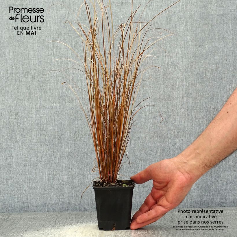 Esimerkki keväällä toimitetusta Kuparisara Red Rooster Godet de 8/9 cm-taimesta