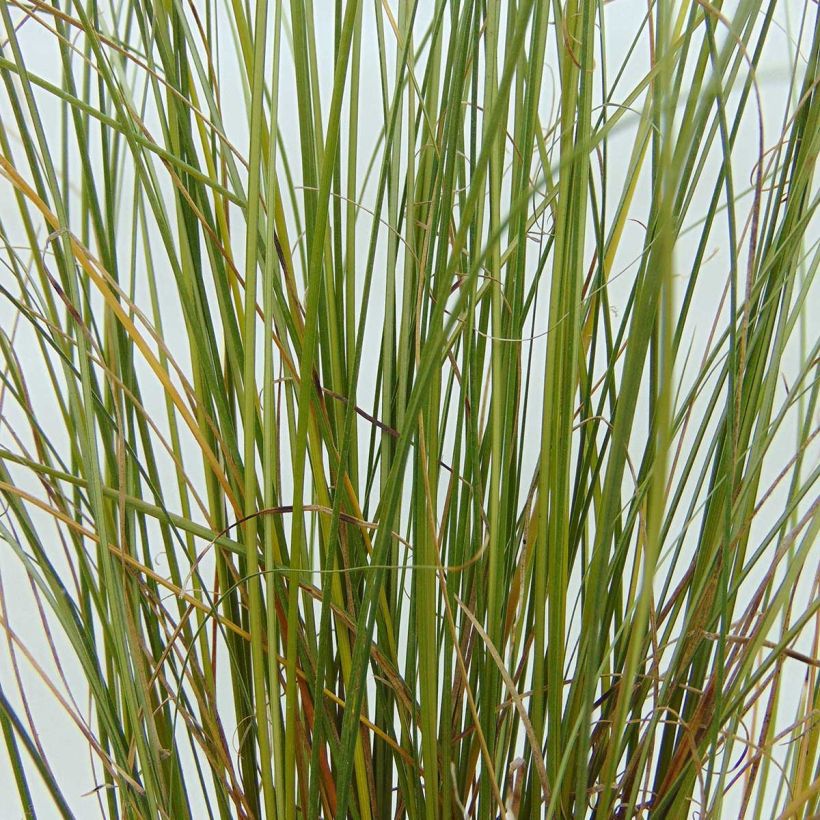 Kuparisara Viridis (Lehvistö)