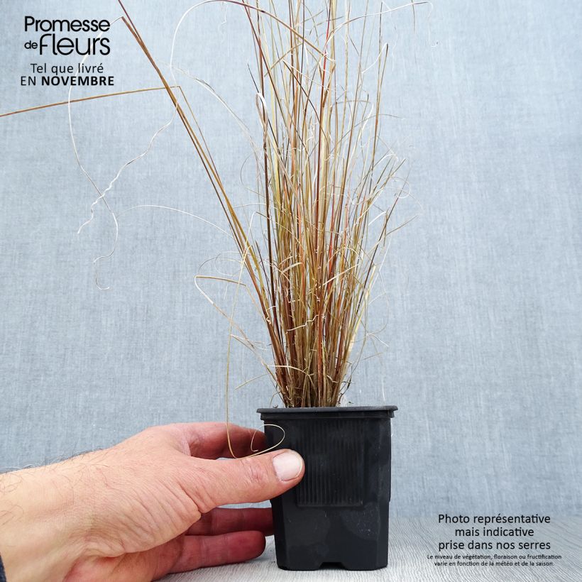 Esimerkki syksyllä toimitetusta Kuparisara - Carex buchananii 8/9 cm taimiruukku-taimesta