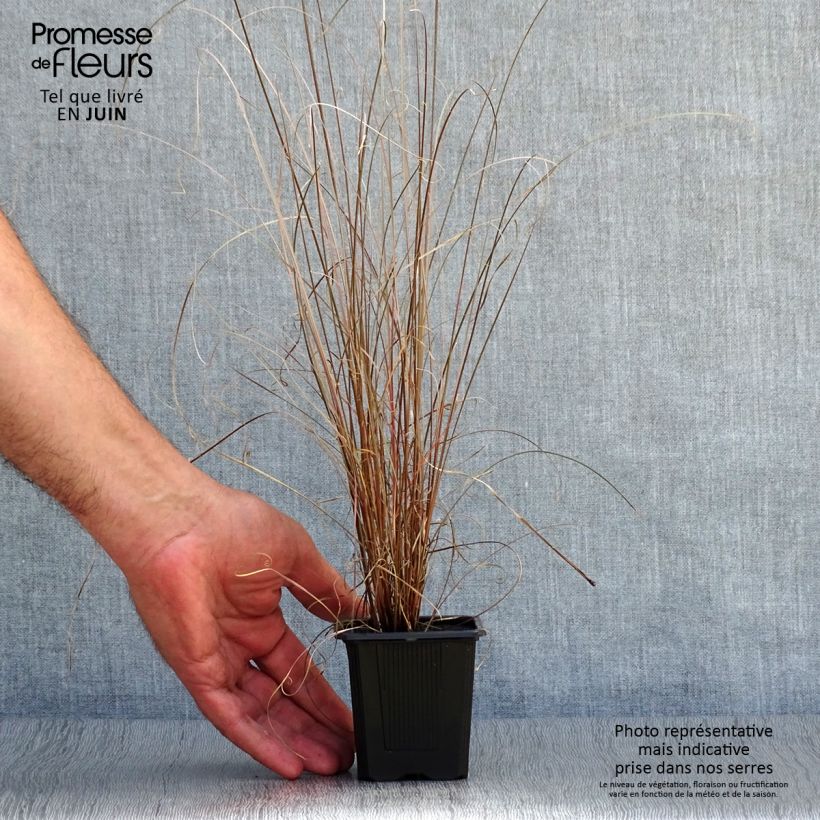 Esimerkki kesällä toimitetusta Kuparisara - Carex buchananii Taimiruukku 8/9 cm-taimesta