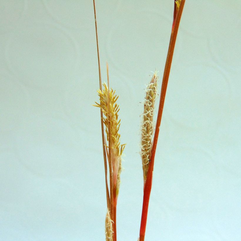 Kuparisara - Carex buchananii (Kukinta)
