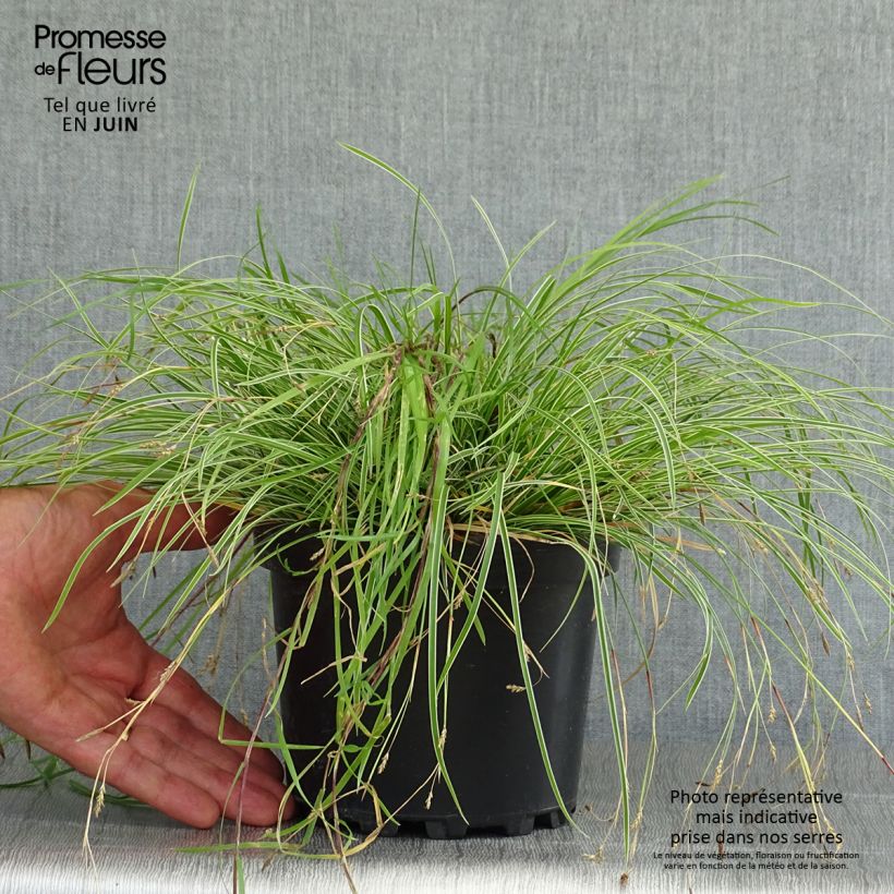 Esimerkki kesällä toimitetusta Sara Snowline Pot de 2L/3L-taimesta