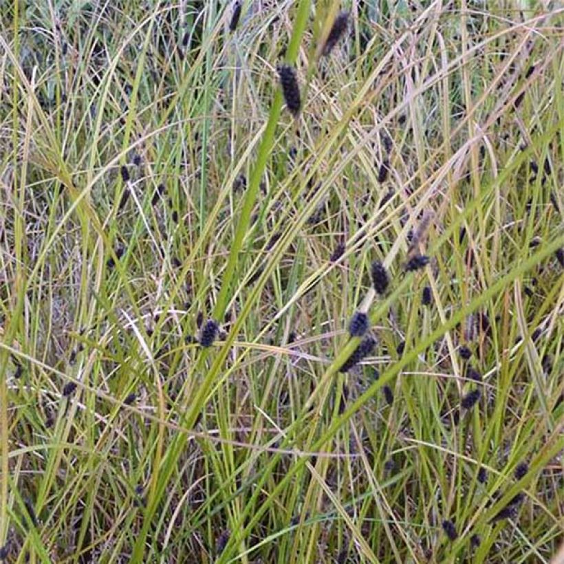 Sara - Carex dipsacea (Kukinta)