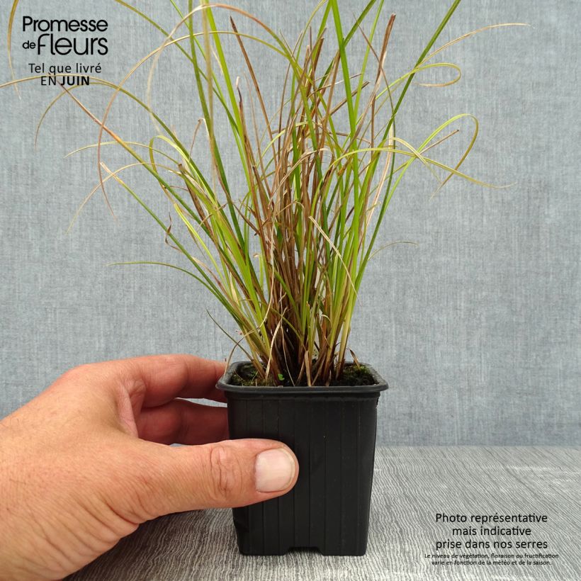 Esimerkki kesällä toimitetusta Sara - Carex dipsacea Godet de 8/9 cm-taimesta
