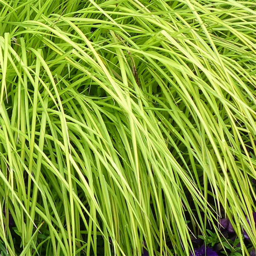 Piukkasara Aurea (Lehvistö)