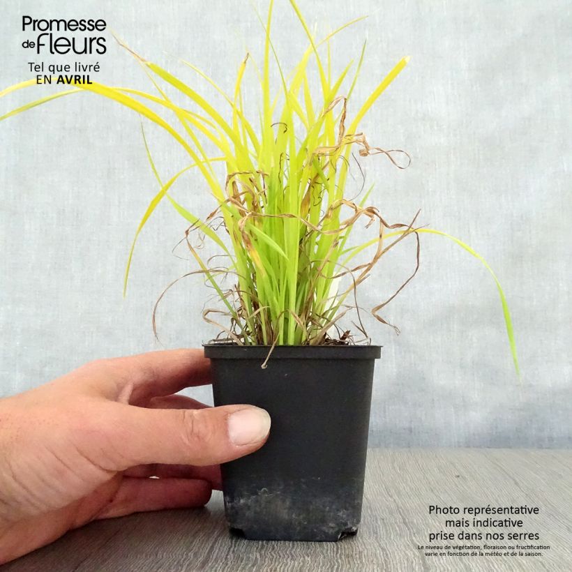 Esimerkki keväällä toimitetusta Piukkasara Aurea Godet de 8/9 cm-taimesta