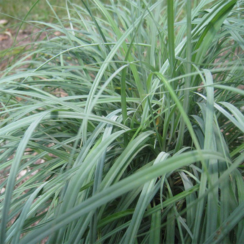 Vahasara - Carex flacca (Lehvistö)