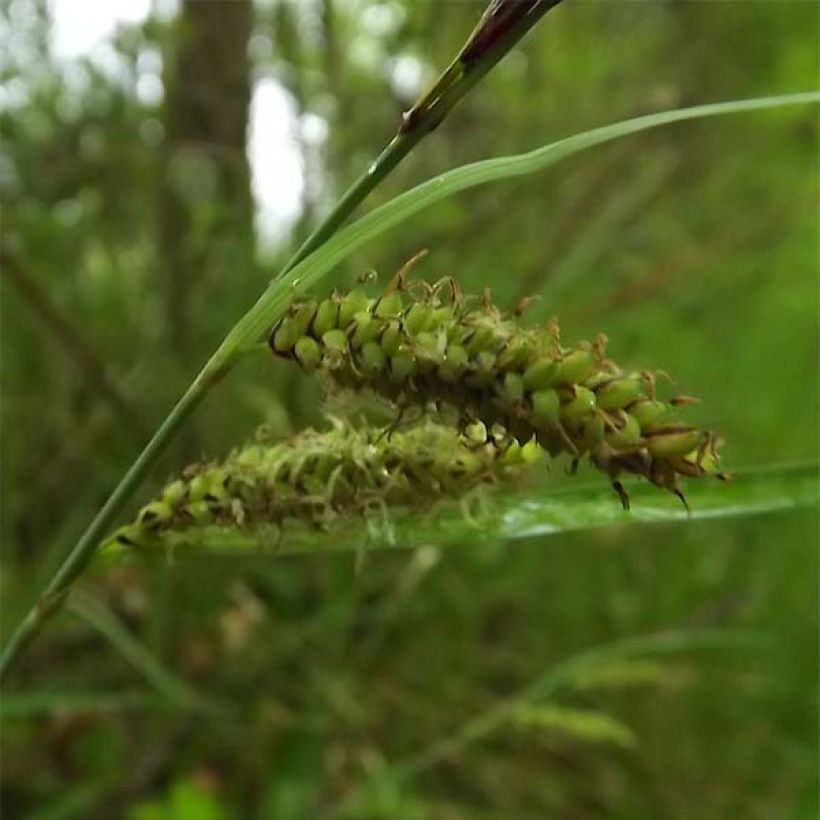 Vahasara - Carex flacca (Kukinta)