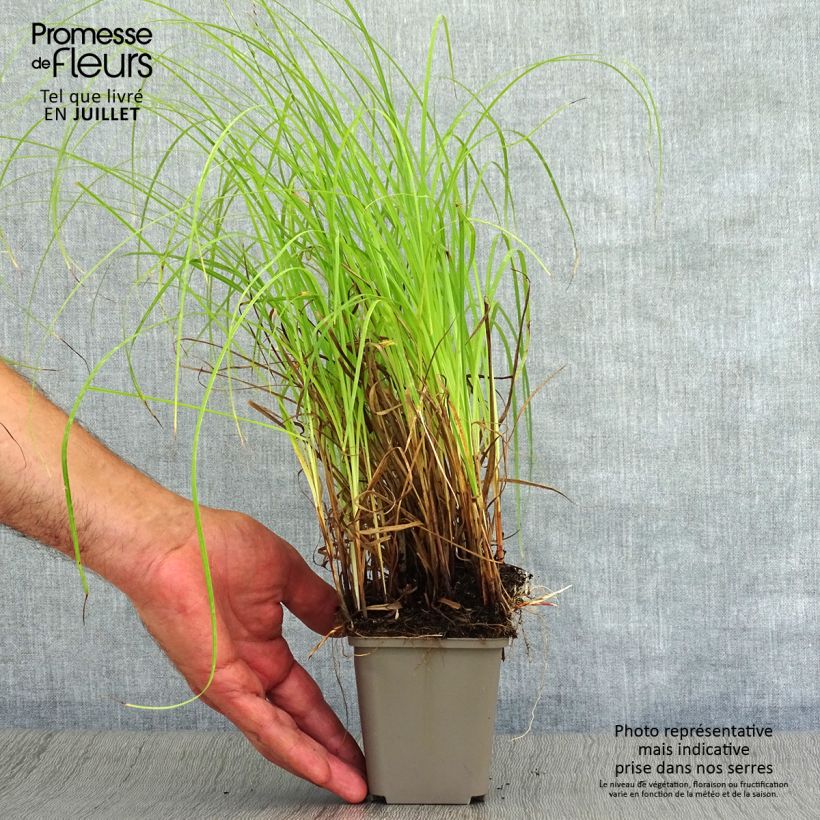 Esimerkki kesällä toimitetusta Vahasara - Carex flacca Godet de 8/9 cm-taimesta