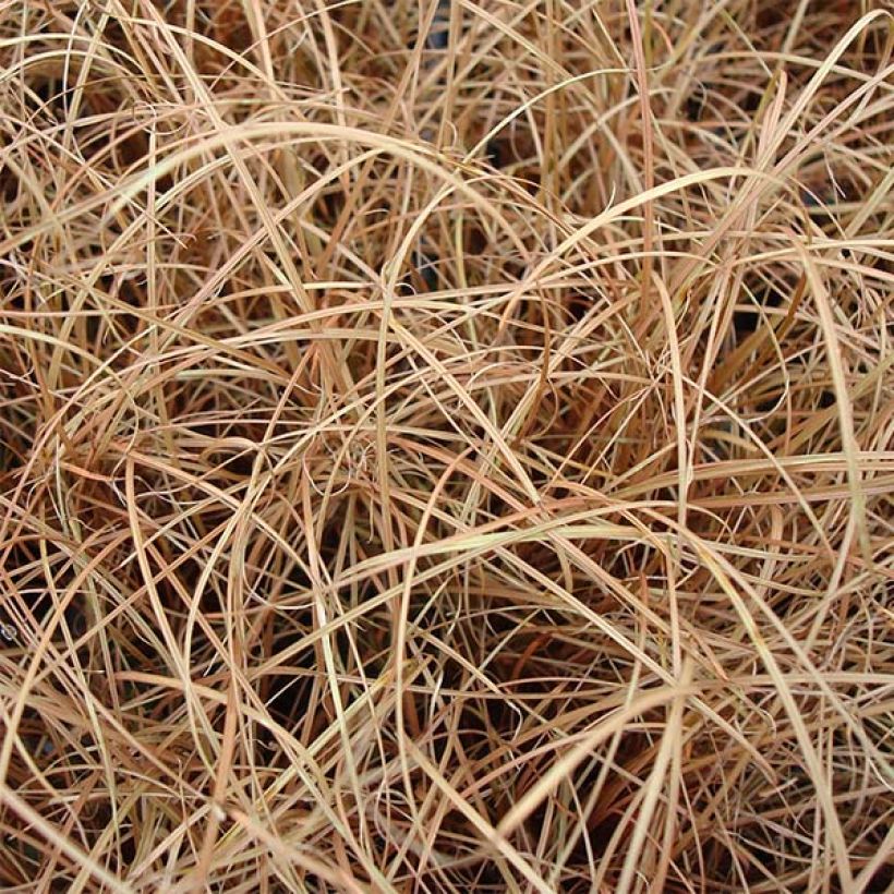 Ruskosara - Carex flagellifera (Lehvistö)