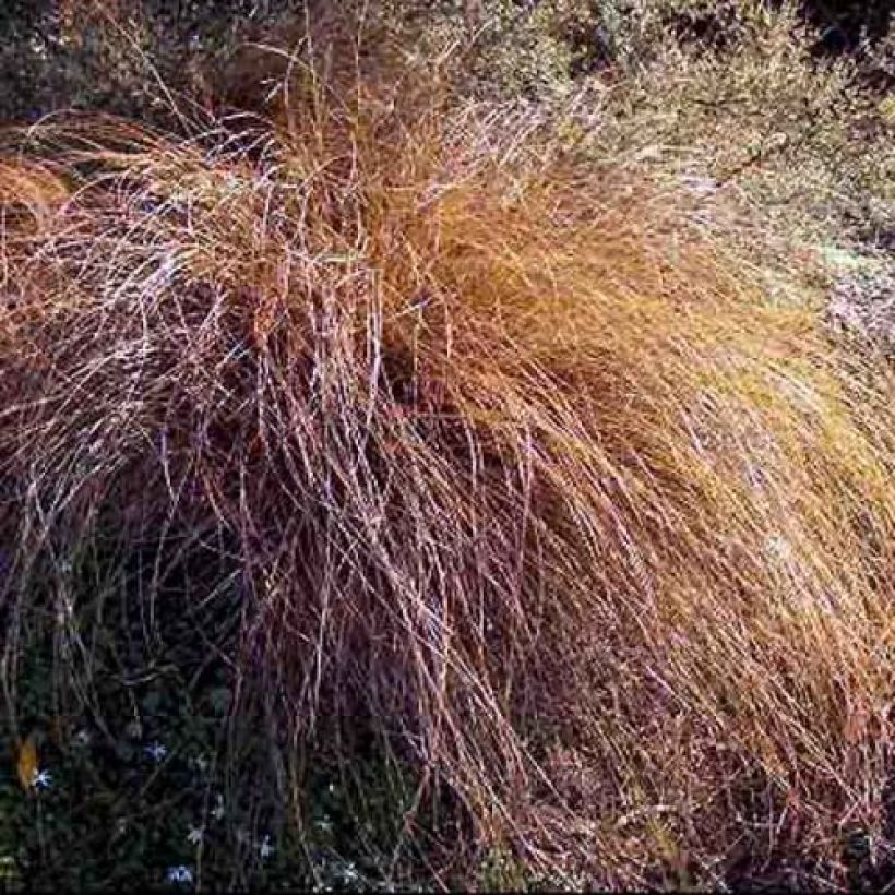 Ruskosara - Carex flagellifera (Kasvutapa)