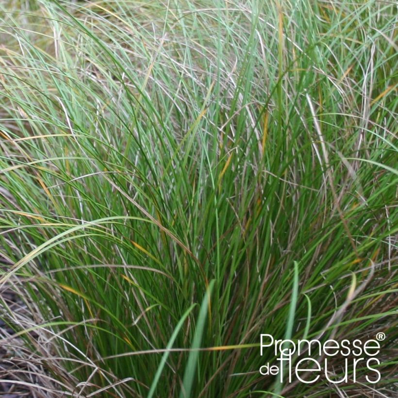 Ruskosara Kiwi - Carex flagellifera (Lehvistö)