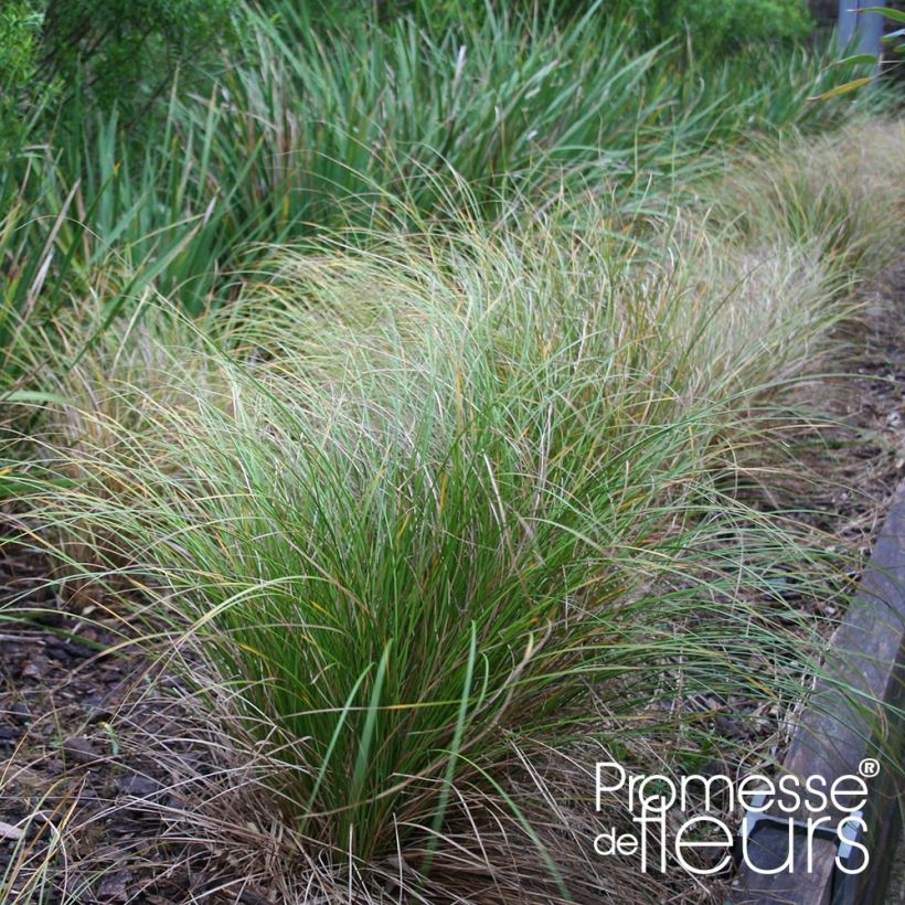 Ruskosara Kiwi - Carex flagellifera (Kasvutapa)