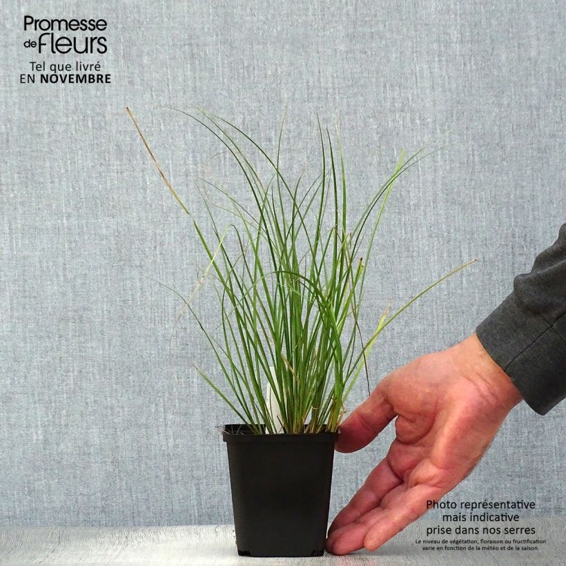 Esimerkki syksyllä toimitetusta Ruskosara Kiwi - Carex flagellifera 8/9 cm taimiruukku-taimesta