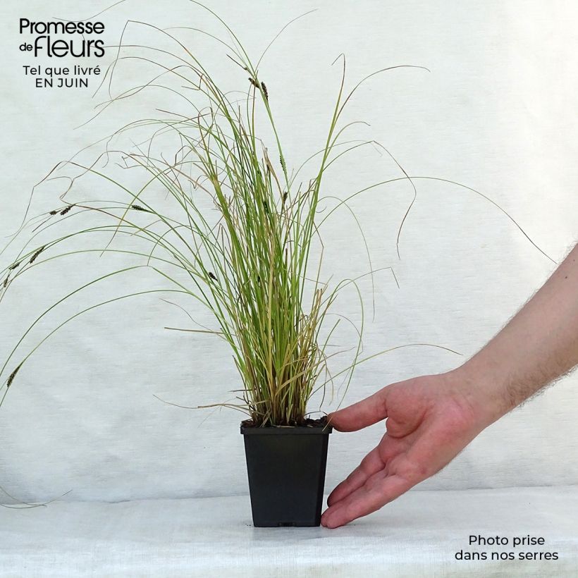Esimerkki kesällä toimitetusta Ruskosara Kiwi - Carex flagellifera Godet de 8/9 cm-taimesta