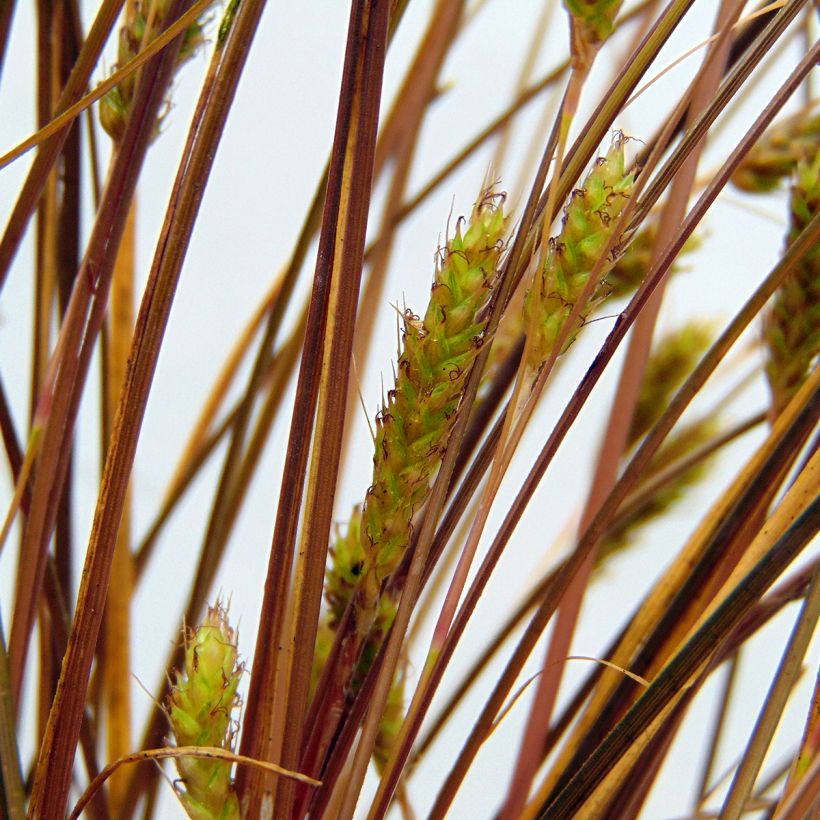 Ruskosara - Carex flagellifera (Kukinta)