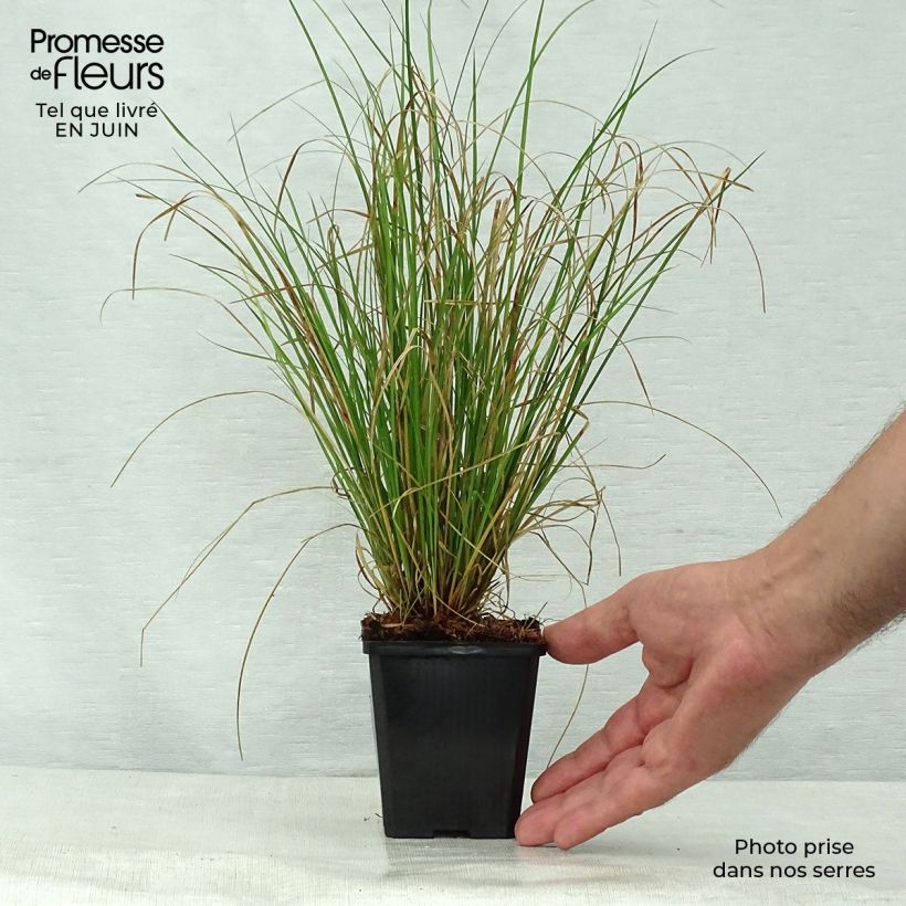 Esimerkki kesällä toimitetusta Ruskosara - Carex flagellifera Godet de 8/9 cm-taimesta