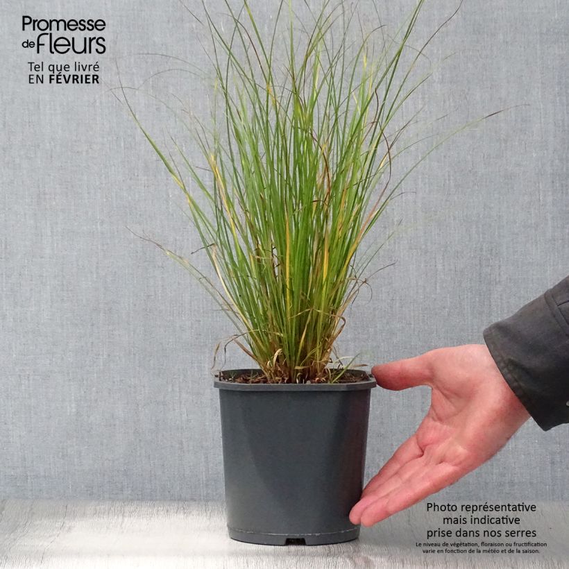 Esimerkki talvella toimitetusta Ruskosara - Carex flagellifera 2 litran/3 litran ruukku-taimesta