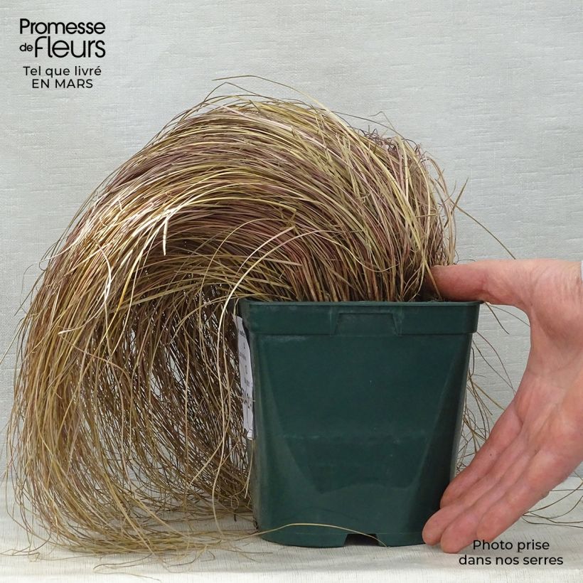 Esimerkki keväällä toimitetusta Ruskosara - Carex flagellifera Pot de 2L/3L-taimesta